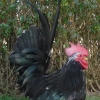 птица