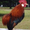 птица