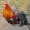 птица