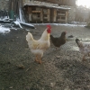 птица