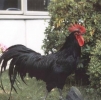 птица