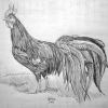 птица