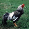 птица