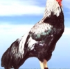 птица