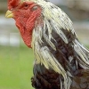 птица