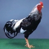 птица