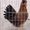 птица