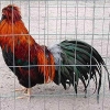 птица