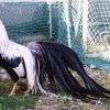 птица