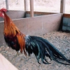 птица