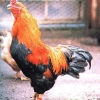 птица