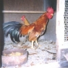 птица