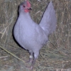 птица