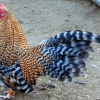 птица