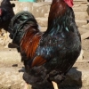 птица