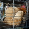 птица