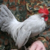 птица