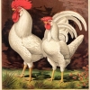 птица
