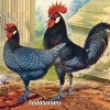 птица