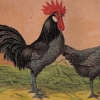 птица