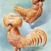 птица