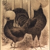 птица