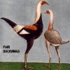 птица