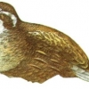 птица