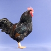 птица