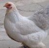 птица