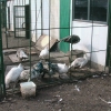 птица