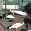 птица