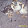птица