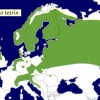 птица