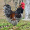 птица