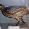 птица