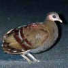 птица