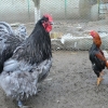 птица