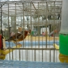 птица