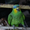 птица