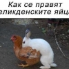 птица