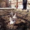 птица