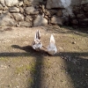 птица