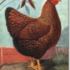 птица