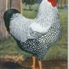 птица
