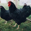 птица