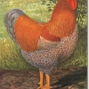 птица