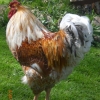 птица