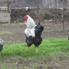 птица