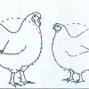птица